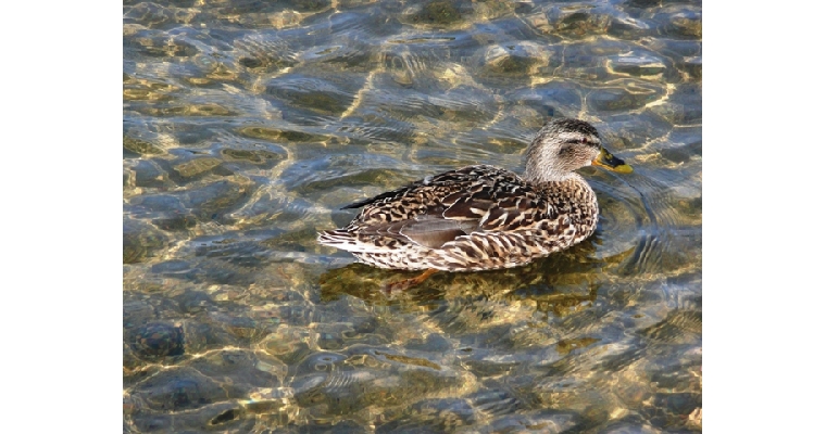 photo réalisées par Michel Marchal au lac de Gérardmer